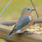 Eastern Bluebird female on a tray feeder