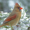 Northern Cardinal female in the snow