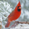 Northern Cardinal male on a snowy tray feeder