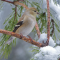 Female Goldfinch in the snowy pine boughs