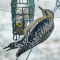 Young Yellow-bellied Sapsucker at a suet feeder