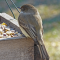 Eastern Phoebe that learned to use feeders