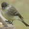 Eastern Phoebe on a tray feeder