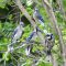 Young Blue Jays