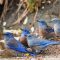 Bluebird Beauties