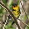 Spring Cape May warbler