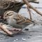 A little, lost, Clay-colored sparrow