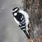 Downy Woodpecker Hanging On Tight