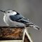 Zoomed In Nuthatch