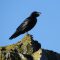 Standing sentenal, a Raven.