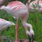 Sylvan Heights Flamingos
