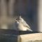 Tufted Titmouse with eye problem