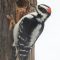 Hairy Woodpecker Scaly Leg Mites