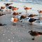 Wintering Seabirds at Sanibel, Florida