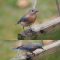 Eastern bluebird pays us an early visit