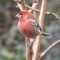 Hot to trot, House finch