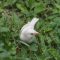 Possible albino sparrow