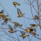 Flight of the Cedar Waxwings