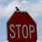 Bluebird stops at stop signs!