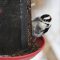 Plucked Downey  Woodpecker