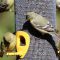 Lesser Goldfinch with eye disease?