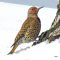 Northern Flicker in the snow