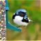 Black-throated Blue Warbler Surprise!