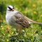 White-crowned Sparrow paying a visit in spring 2016