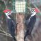 Pileated Woodpecker pair at the suet basket.
