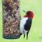 Red-headed Woodpecker at the Peanut Feeder