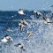 Sanderlings Riding the Surf in Harmony