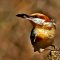 Brown-headed Nuthatch with  Sunflower Seed
