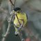 Lesser goldfinch