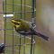 Townsends warbler