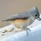 Tailless Tufted Titmouse