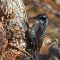 Three-toed Woodpecker