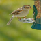 Chipping Sparrow on a tube feeder