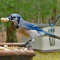 Peanuts are always a treat for the Blue Jays