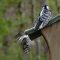 Territorial dispute between female Downy Woodpeckers