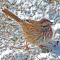 Song Sparrow in the snow