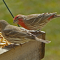 Female and male House Finches