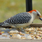 Red-bellied Woodpecker female at a tray feeder