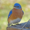Male Eastern Bluebird visiting a tray feeder