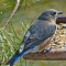 Female Bluebird on a tray feeder