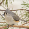 Tufted Titmouse perches in a pine