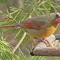 Female Cardinal at a tray feeder