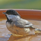 Carolina Chickadee taking a dip in the water dish