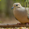 A Mourning Dove visits a tray feeder