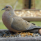 Mourning Dove finds its way to a feeder