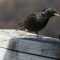 European Starling missing one foot